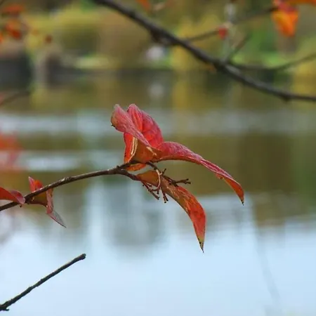 Koehnke 3 Дом отдыха Гослар